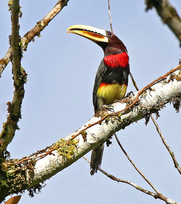 Ivory-billed Aracari