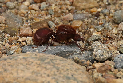 Big-Ant Yankuam