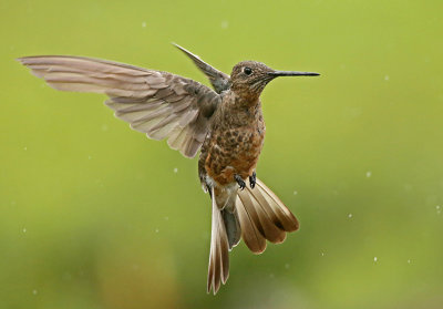 Giant Hummingbird