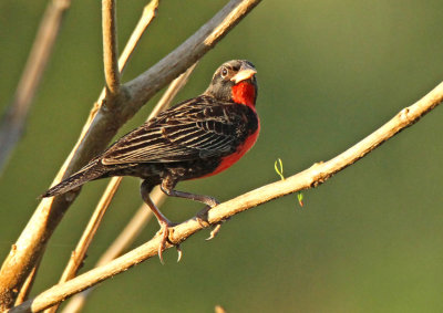 Red-breasted Blackbird