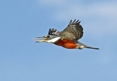 Ringed Kingfisher