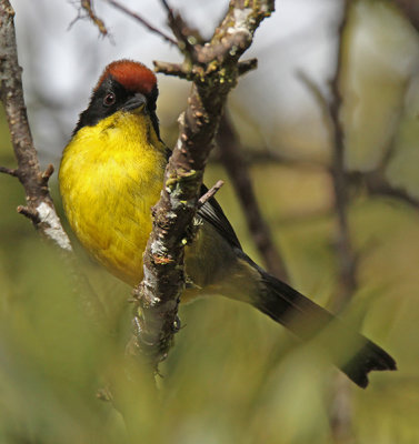 Rufous-naped Brushfinch