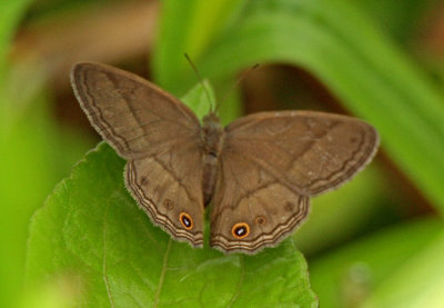 Butterfly-Zamora2.jpg