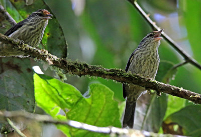 Equatorial Graytail