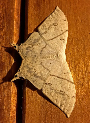 Moth Copalinga