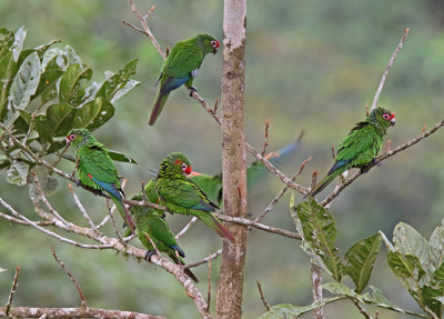 El Oro Parakeet