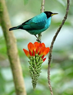 Green Honeycreeper