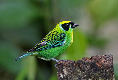 Green-and-gold Tanager