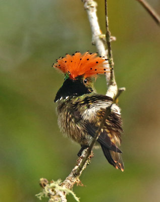 Hummingbirds-Woodstars and Thorntails