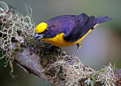 Thick-billed Euphonia