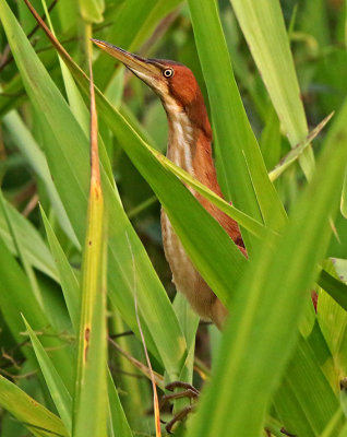 Least Bittern