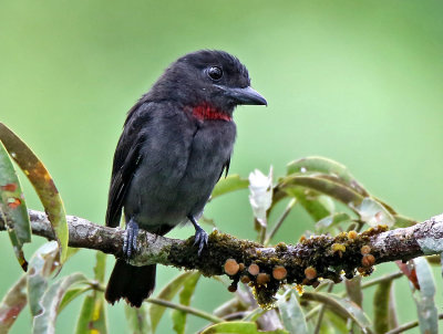 Pink-throated Becard