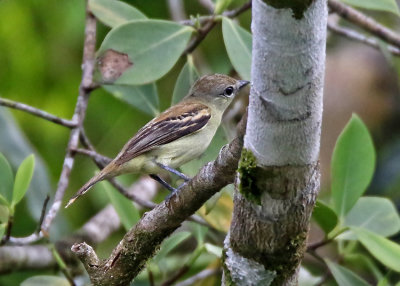 White-winged Becard