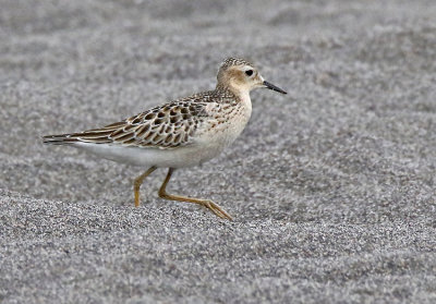 Buff-breasted Sandpiper