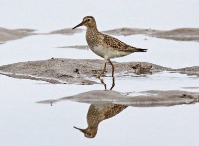 Pectoral Sandpiper