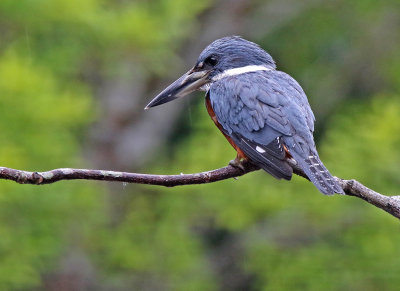 Ringed Kingfisher