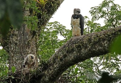 Harpy Eagle