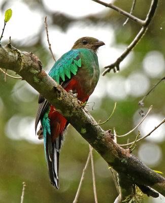 Golden-headed Quetzal