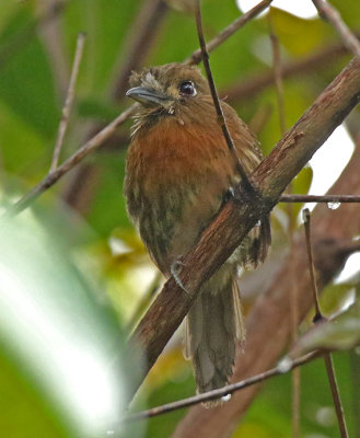 Moustached Puffbird