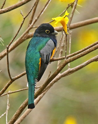 Garthered Trogon