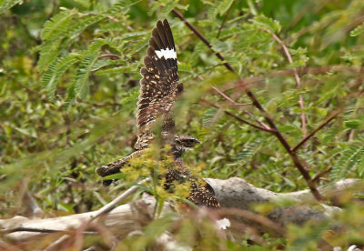 Lesser Nighthawk