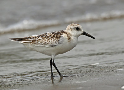 Sanderling