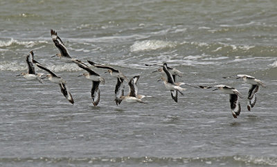 Willets