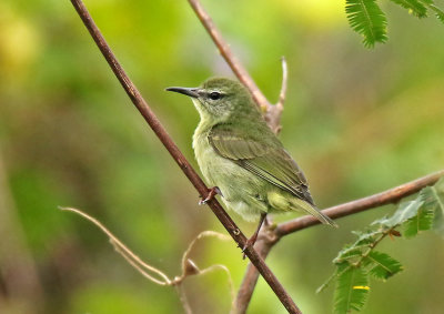 Red-legged Honeycreeper