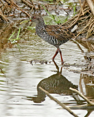 Spotted Rail