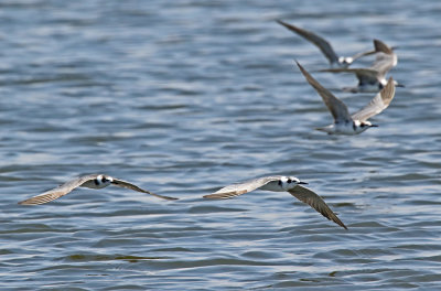 Black Tern