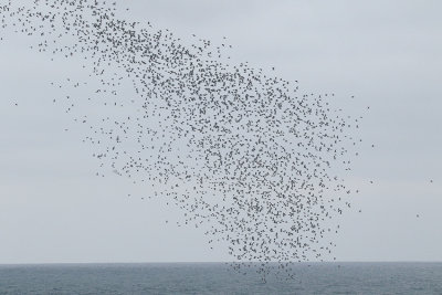 Franklin's Gull