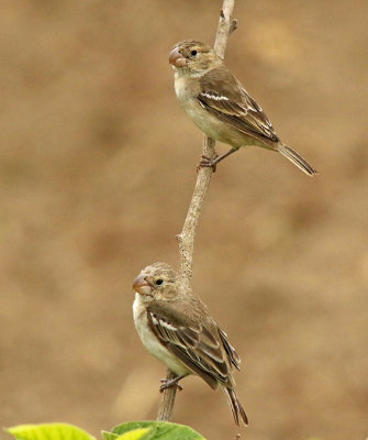 Parrot-billed Seedeater