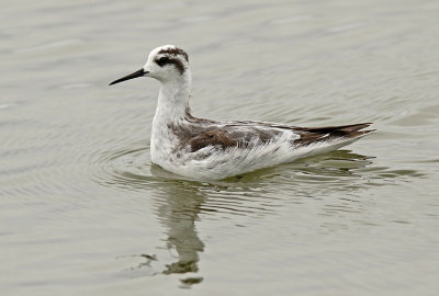 Red-necked Phalarope