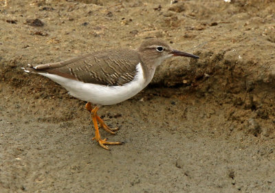 Spotted Sandpiper