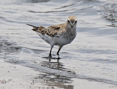 White-rumped Sandpiper