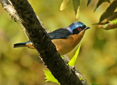 Fawn-breasted Tanager