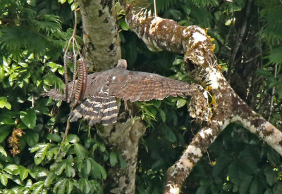 Crested Eagle