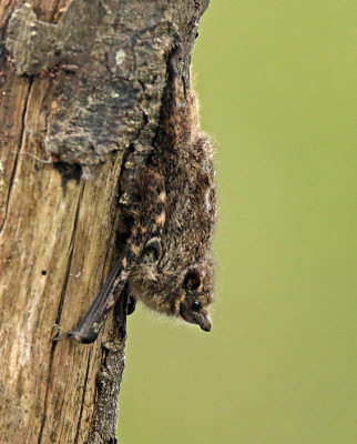 Long-nosed Bat