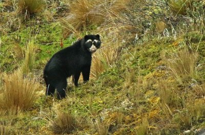 Spectacled Bear