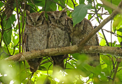 Tropical Screech-Owl