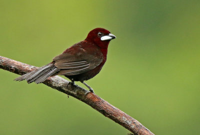 Silver-beaked Tanager