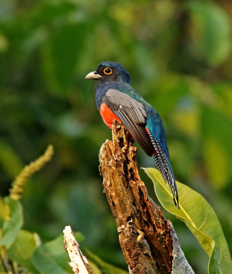 Blue-crowned Trogon