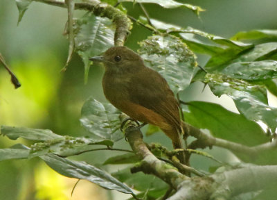 Cinereous Antshrike