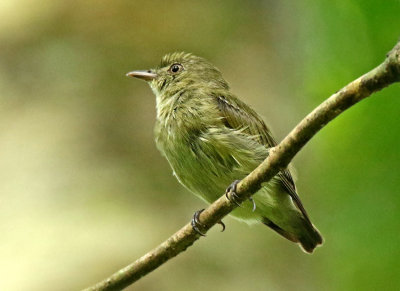 Dwarf Tyrant-Manakin