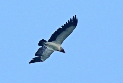 King Vulture