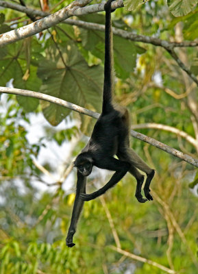 Spider Monkey