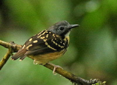 Spot-backed Antbird