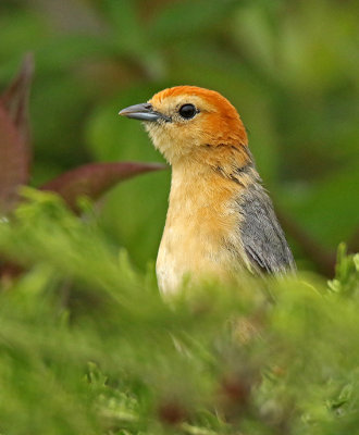 Buff-bellied Tanager