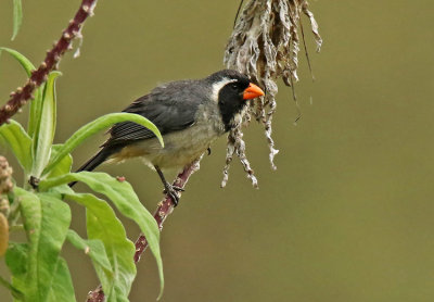 Golden-billed Saltator