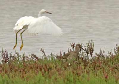 Hudsonian Godwit